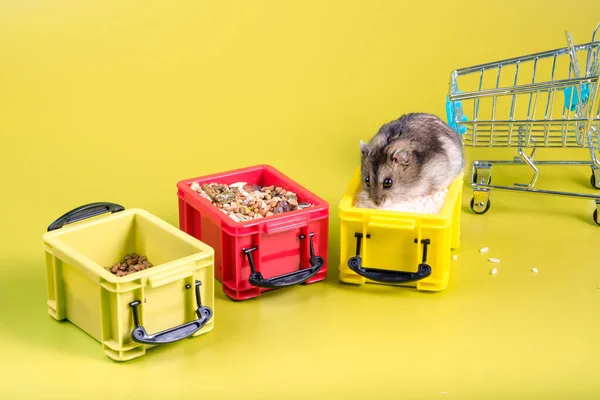 Knaagdier Hamster Zitten Een Van Drie Containers Eten Rijst Achtergrond — Stockfoto
