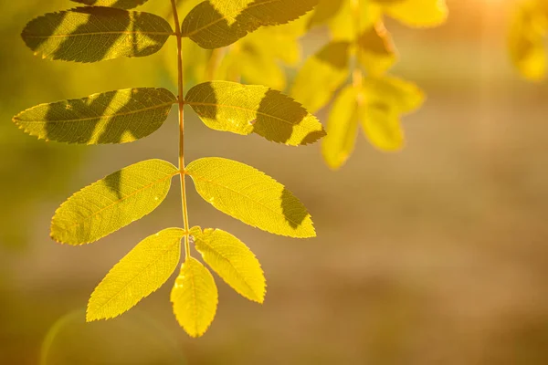 Zelený Horský Popel Listí Letní Den Při Západu Slunce Úsvitu — Stock fotografie
