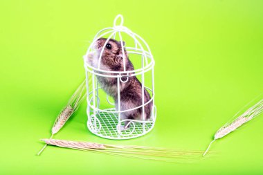 Hamster arka ayakları üzerinde durur ve arka planda yatan dikenlerin etrafındaki kafesten çıkmaya çalışır. Kapana kısılmış kemirgen.