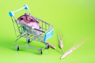 Süpermarket arabasında gri bir kemirgen. Çavdar ekmekleri etrafa saçılmış.