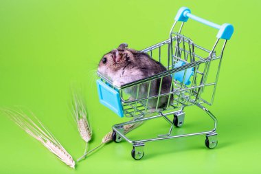 Bir hamster mavi bir süpermarket arabasında oturuyor. Arka plan yeşil.