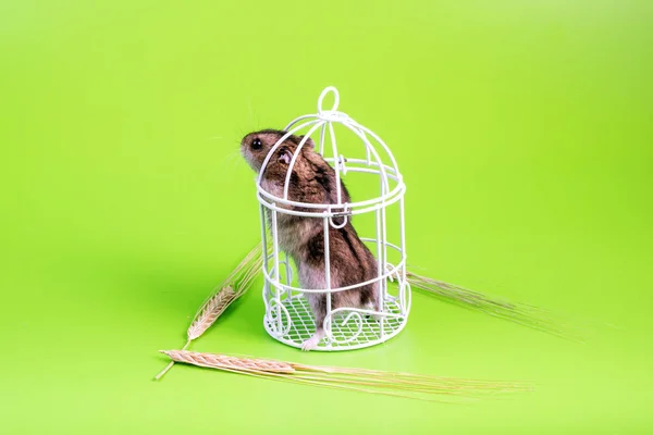 Een Groene Achtergrond Zit Een Hamster Een Kleine Vogelkooi Kreeg — Stockfoto