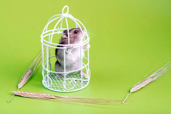 Een Kleine Gesloten Speelgoedkooi Staat Een Hamster Zijn Achterpoten Gevangen — Stockfoto