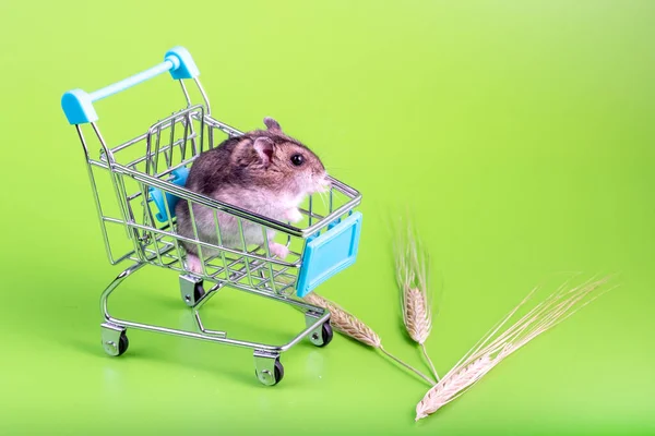 Roedor Trepó Carro Supermercado Sobre Fondo Verde — Foto de Stock