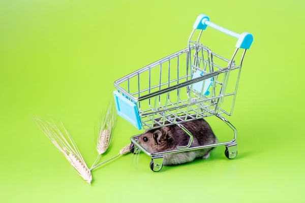 Een Hamster Gekropen Onder Kar Van Winkel Naast Spikeletten Van — Stockfoto