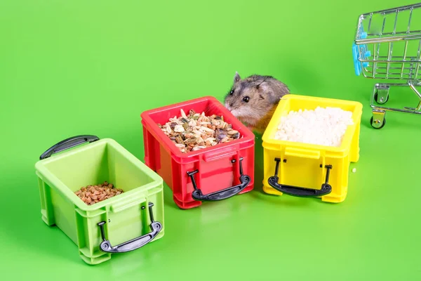 Buurt Van Drie Plastic Containers Met Granen Zit Een Hamster — Stockfoto