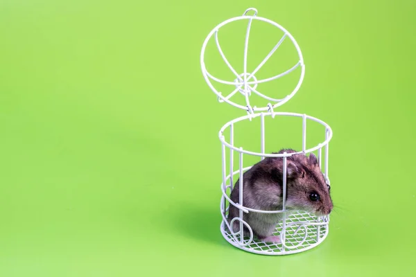 Een Hamster Zit Een Groene Achtergrond Een Witte Metalen Kooi — Stockfoto