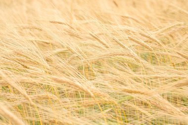 Hasattan önce tarlada bir sürü çürümüş buğday filizleri var. Yaşamda büyüyen buğdayların arkaplanı