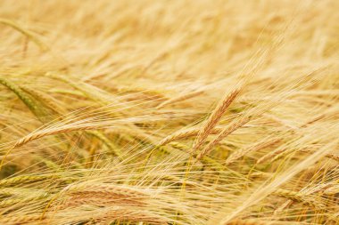 Çiftçi tarlasında bir buğday kulağı. ekmek için olgunlaşmış buğday