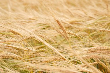 Tarlada olgunlaşmış parlak sarı buğday başakları. un yapmak için buğday