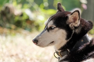 Siyah beyaz bir köpeğin portresi bir yaz günü bir orman arka planına karşı. Tasmalı dinlenen bir köpek.