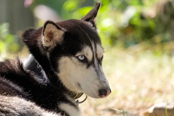 Pes Laika Modrýma Očima Krku Černého Límce Odpočívající Pes Pozadí — Stock fotografie