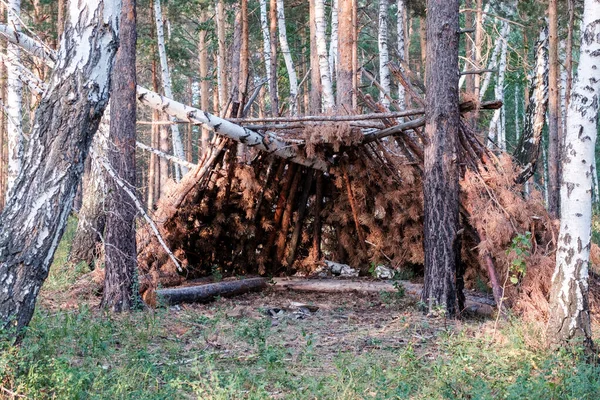 a hut in the forest among pines in the summer. shelter in the forest from rain and bad weather