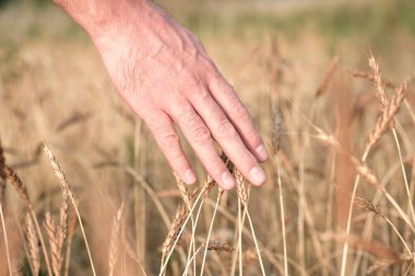 Bir yaz günü bir tarlada büyüyen bir buğday kulağının üzerinden bir el geçer. Tarladaki tahıl bitkileriyle ilgilenmek.