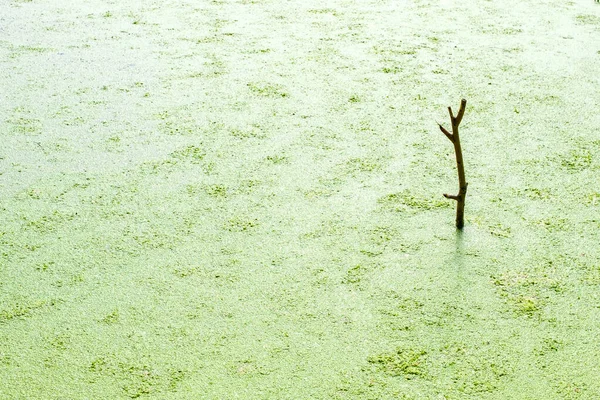 Bastone Sporgere Dalla Palude Significa Luogo Molto Pericoloso Pericoloso Posto — Foto Stock