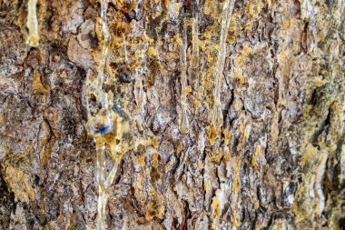 Reçine, hasarlı bir ağaçtan taze damlalar halinde akar. Çam ağacından akan parlak ahşap reçine