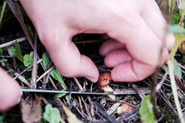 Ormanda küçük bir mantar bıçakla kesilir. mantar toplama işlemi