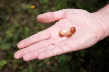 İnsan palmiyesinde küçük orman mantarı. Bu sezon mantar toplama gösterisi az.