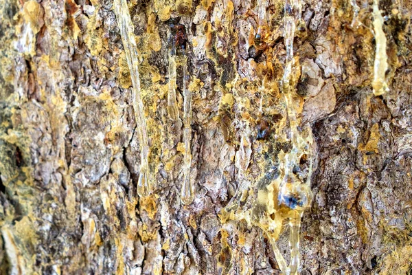 Wood Tar Flowing Pine Damaged Bark Bright Clear Resin — Stock Photo, Image