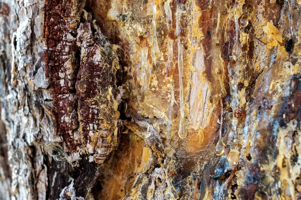 Две Капли Смолы Растянувшиеся Сосновом Лесу Свежая Древесная Смола — стоковое фото