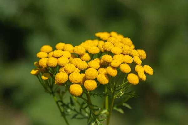 Fiore Selvatico Giallo Uno Sfondo Fogliame Verde Armonia Colore Giallo — Foto Stock