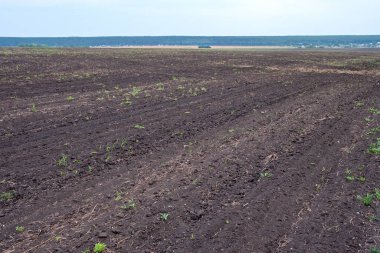 Toprak hasadı üstüne tarla ve hiçbir şey yetişmiyor. hasat edilen alan boş
