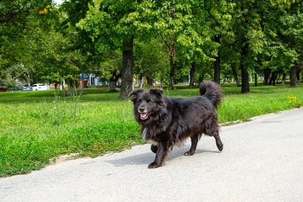 a black dog runs along the sidewalk in search of its owner. the animal goes home