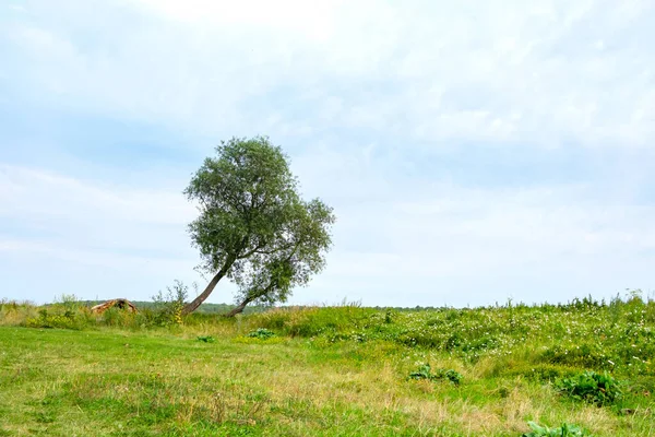 Zwei Bäume Wachsen Sommer Schief Auf Einem Feld Fast Umgestürzte — Stockfoto
