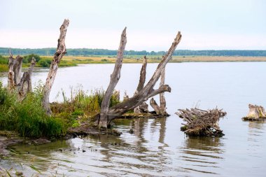 Gölün kıyısındaki kuru ağaçlar suyun içinde duruyor. Çevresel su dökülmüş ağaç sorunları
