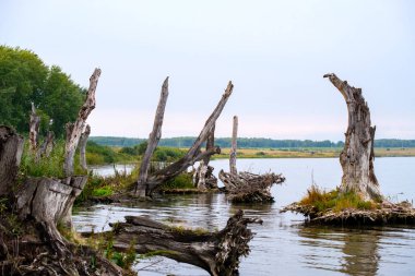 Su sızıntısı nedeniyle rezervuarın kıyısındaki kuru ağaçların parçaları hasar gördü. Artan su seviyelerinin çevresel sorunları