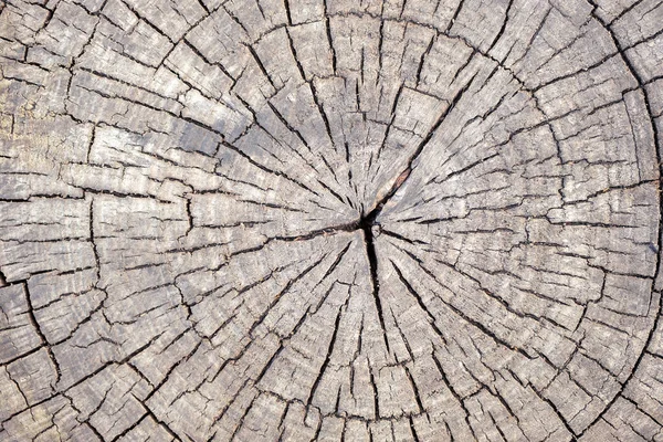 Wood Texture Cracks Running Center Poplar Cut — Stock Photo, Image