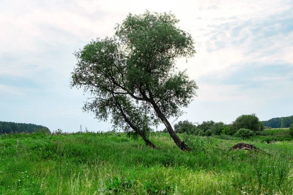 two leaning trees grow in a green clearing in the summer above them the sky is overcast