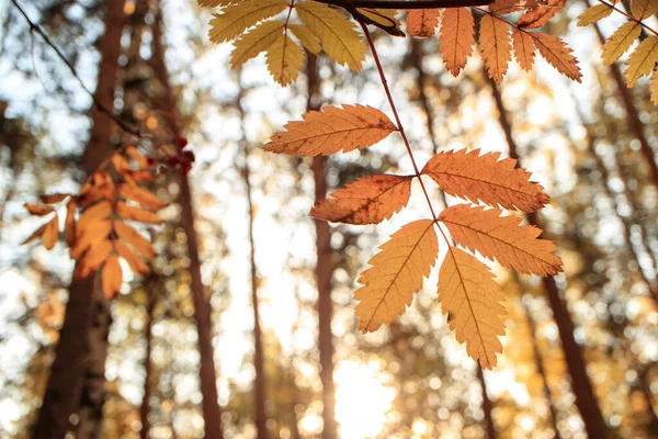 Herbstblatt Vordergrund Hintergrund Verschwommen Bäume Hintergrund Einfache Herbstlandschaft — Stockfoto