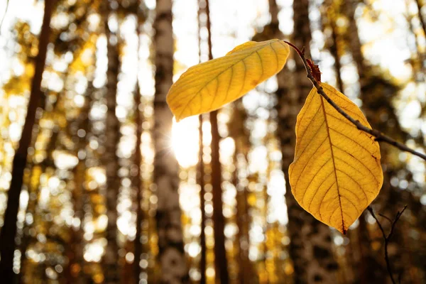 Lindenblätter Herbst Aus Nächster Nähe Verschwommener Waldhintergrund — Stockfoto