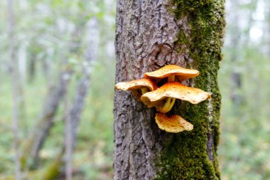 Ormandaki bir ağaç gövdesinde büyüyen bir mantar ailesi. Yeşil bulanık arkaplanda sarı mantarlar