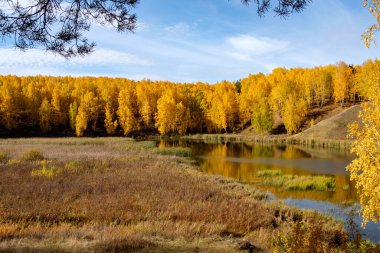Sulak arazi sonbahar ağaçları ve sarı yapraklar. Nehir kenarındaki sonbahar manzarası