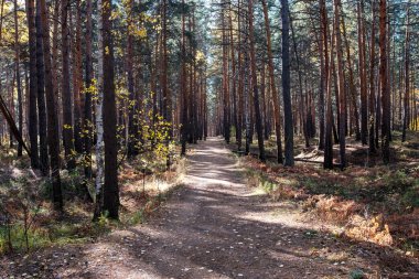 Güz çam ormanlarında nadir sarı yapraklar ayak altında yatar. Giden orman patikası