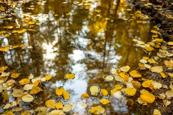 Der Herbst Blättert Einer Pfütze Der Sich Der Himmel Spiegelt — Stockfoto