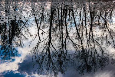 Sudaki ağaçların yansıması