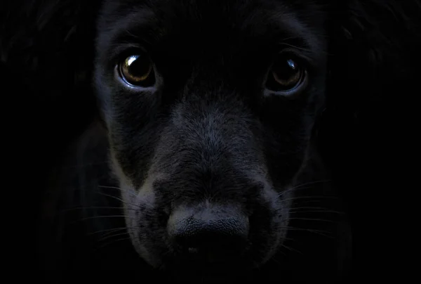 Cachorro negro en negro — Foto de Stock