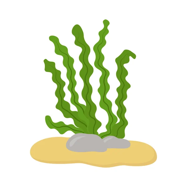 水中の海藻。昆布は、マコンブ、スピルリナ。ベクトル図 — ストックベクタ