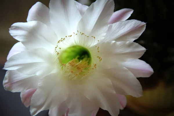 Kaktusz világos blossom — Stock Fotó