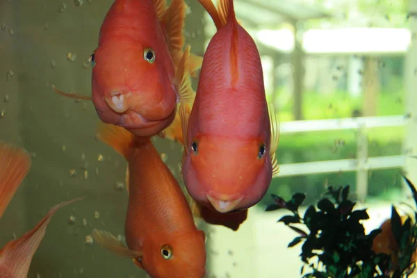 Peixes cor de rosa sorriso — Fotografia de Stock