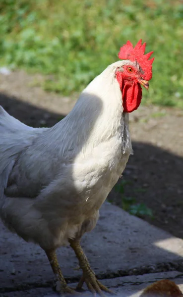 Rooster on the yard — Stock Photo, Image