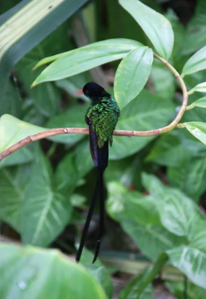 Green bird in a green garden