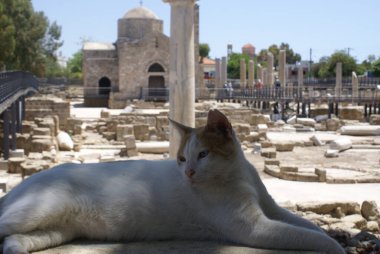 Şirin kedi eski bir kasaba.