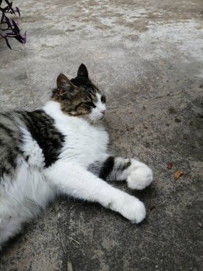 Yoldaki sevimli kedi.