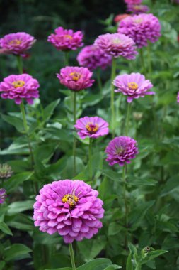 Pembe kozmos çiçekleriyle dolu bir yaz