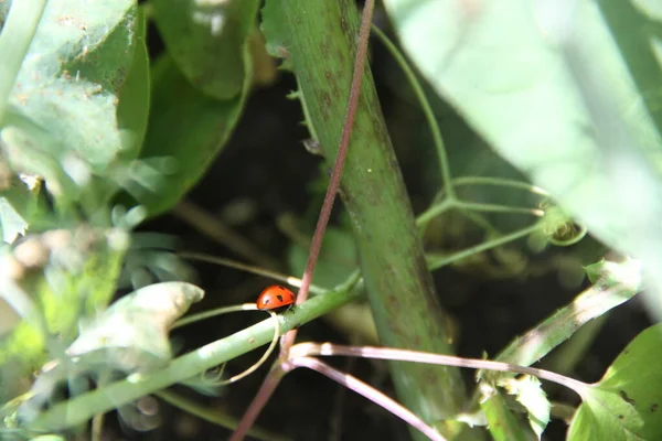 Coccinella Rossa Una Foglia — Foto Stock