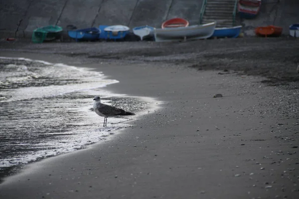 Чайка Прогуливаясь Пляжу — стоковое фото